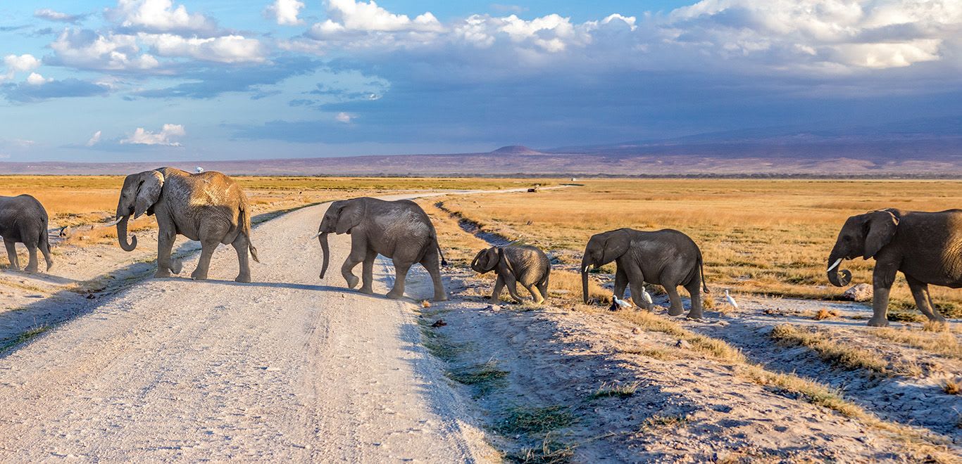 Elephants in Amboseli, Kenya