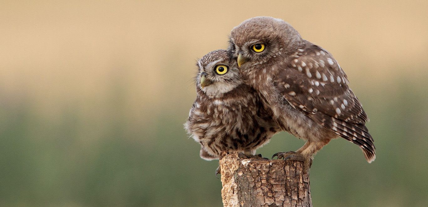 Hortobágyi National Park, Hungary