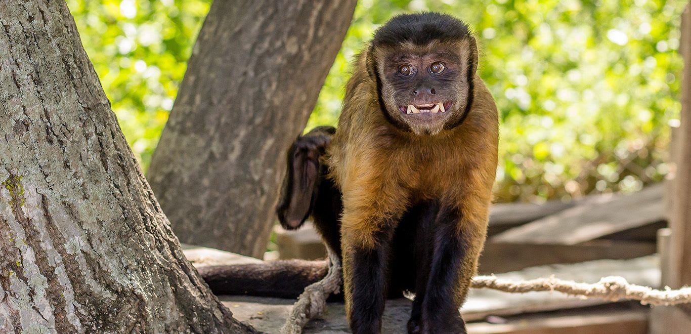 Monkey in the rainforest in Guyana