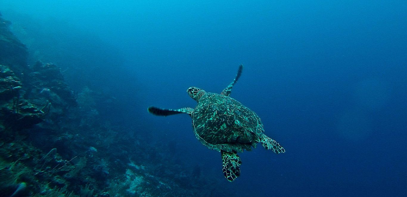 Diving with turtles in Roatán, Honduras