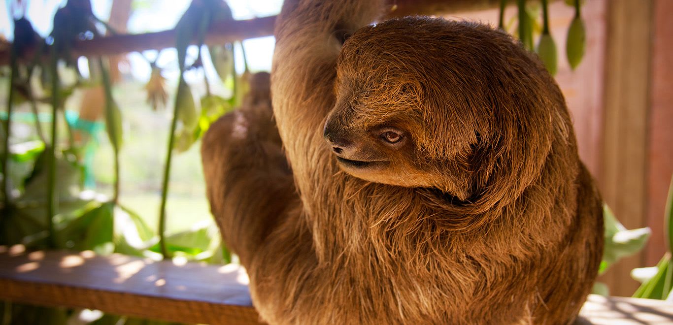 Sloths in Honduras