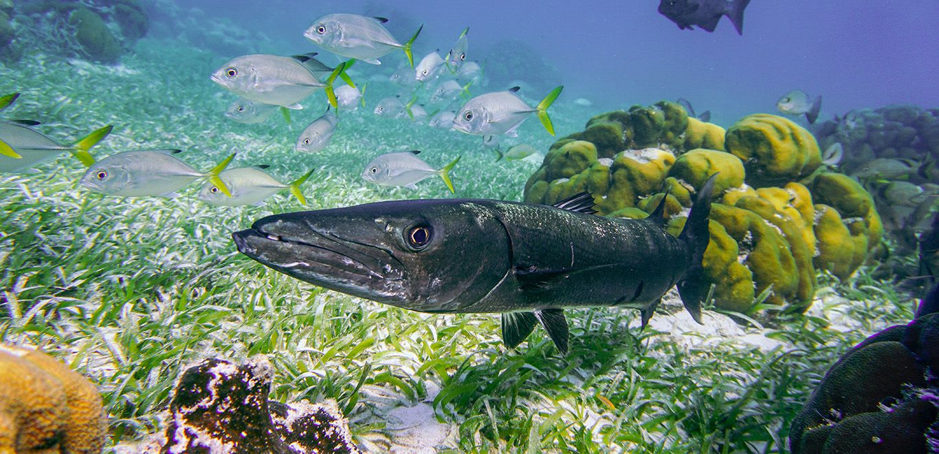 Barracuda in Caye Caulker, Belize