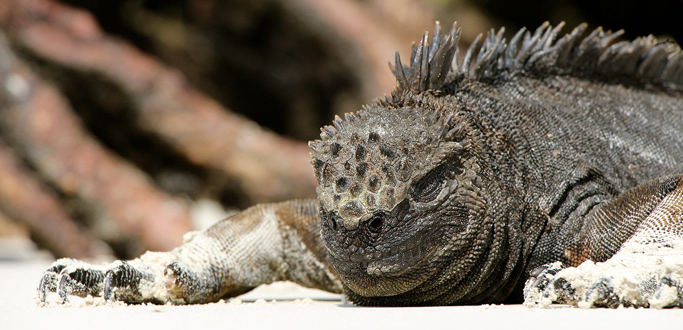 Islas Galápagos, Ecuador