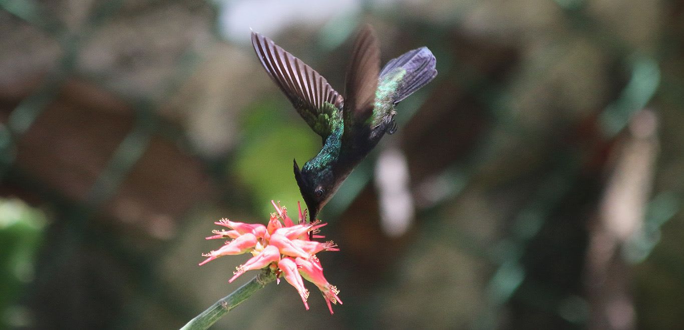 An Antillean Crested Hummingbird in Barbados