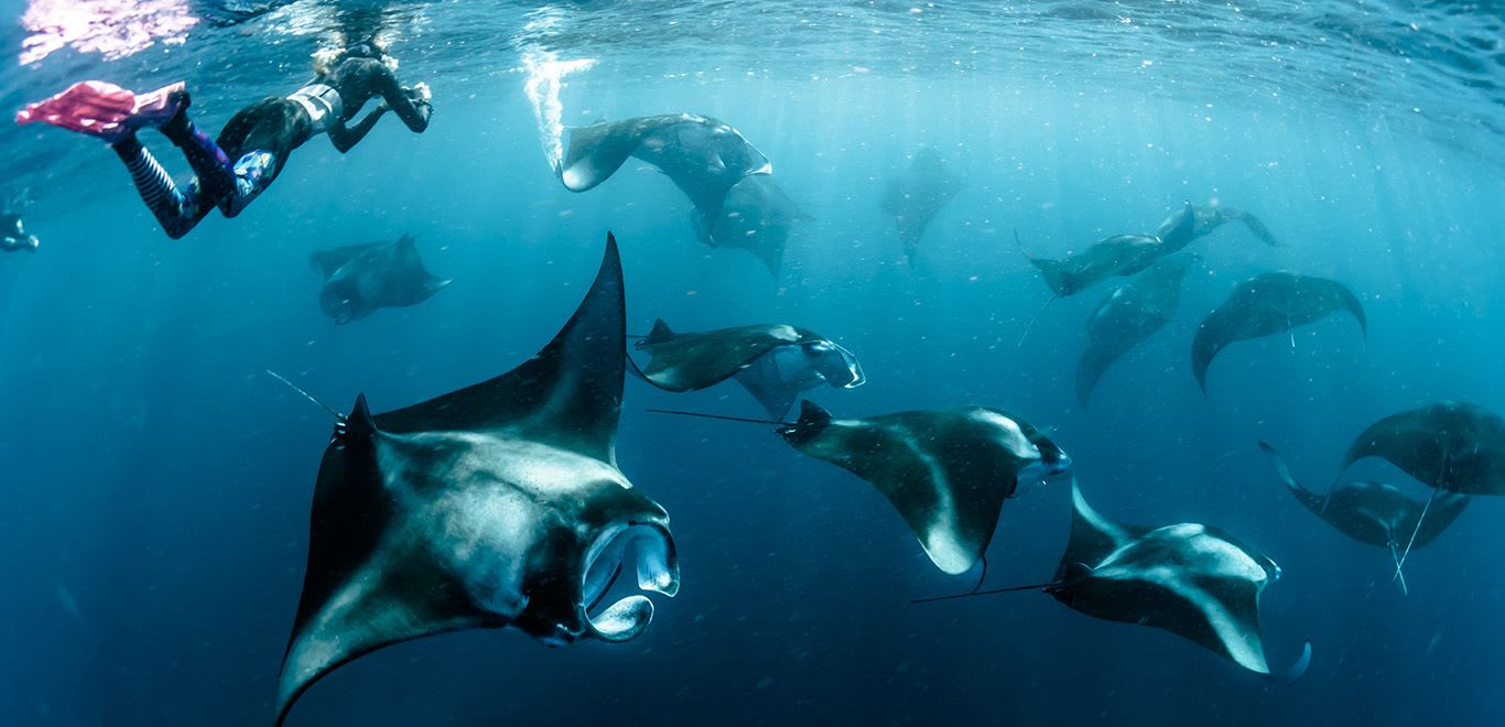 Diving with Manta Rays in the Maldives