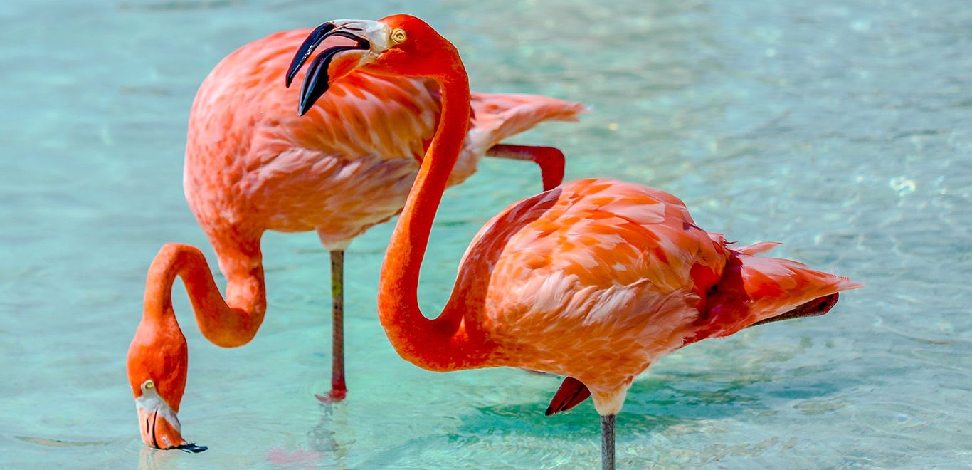 Flamingos at the Renaissance Aruba Resort - Aruba