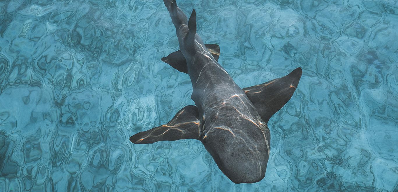 Nurse Shark in Exumas, The Bahamas