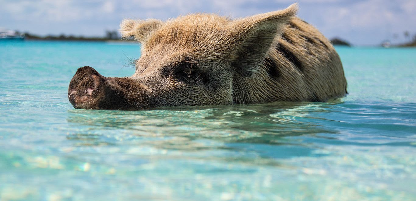 Pigs in Exuma, The Bahamas