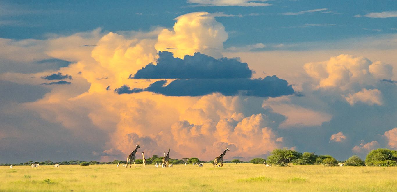 Grasslands of Botswana