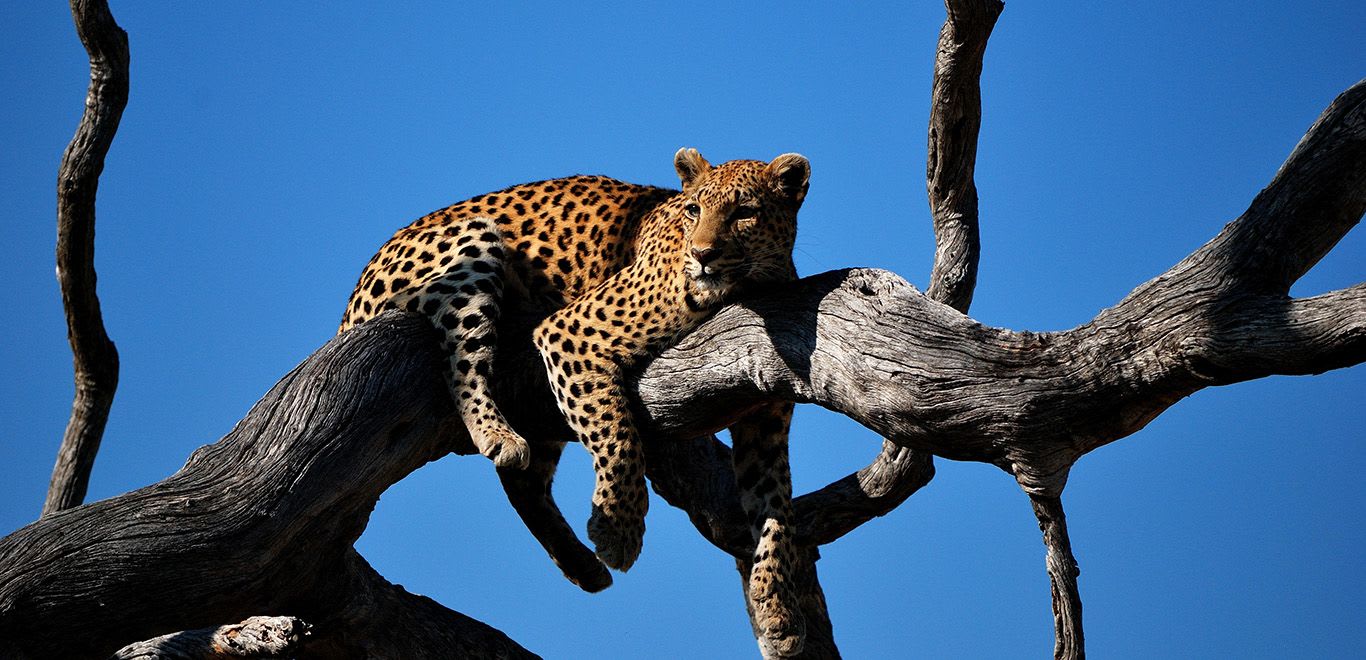 Okavango Delta, Botswana