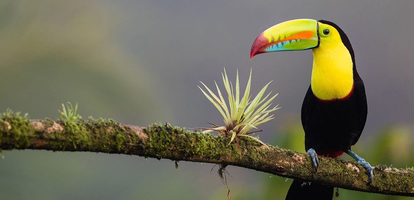 Keel-billed toucan in Costa Rica