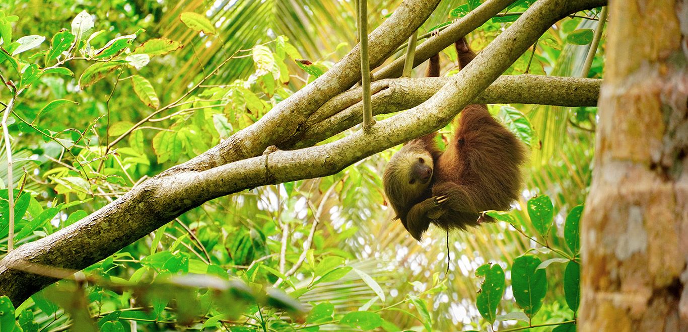 Sloth in a tree in Costa Rica