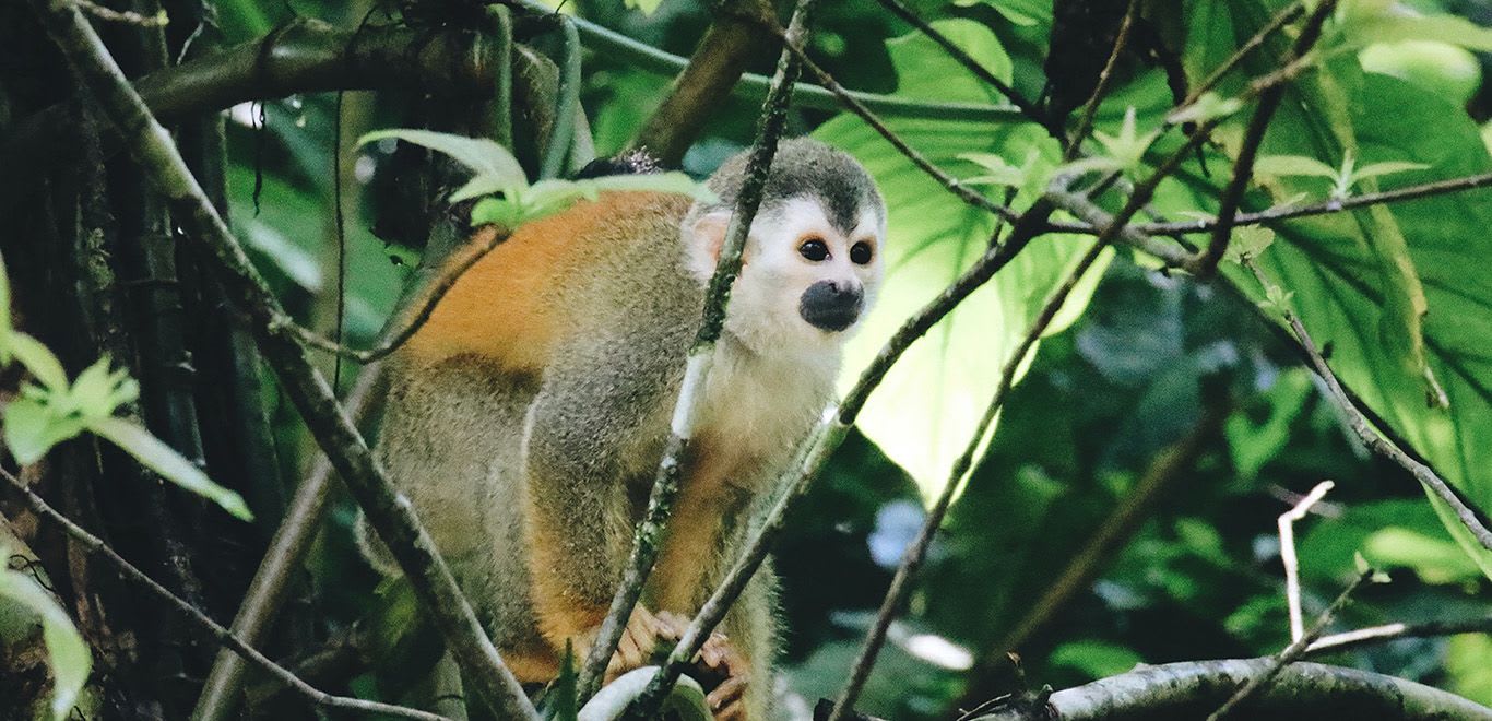 Capuchin monkeys in Costa Rica