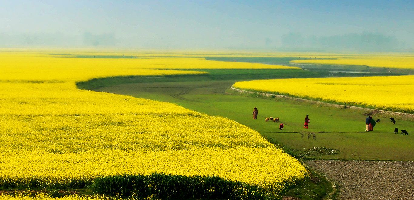 Mustard crop in Sirajganj, Bangladesh