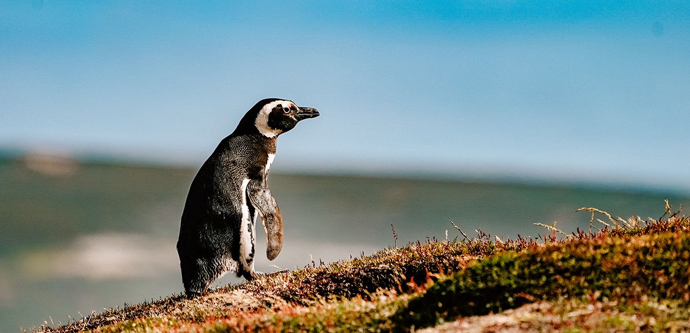 A lone penguin walking up the hill in the Falkland Islands