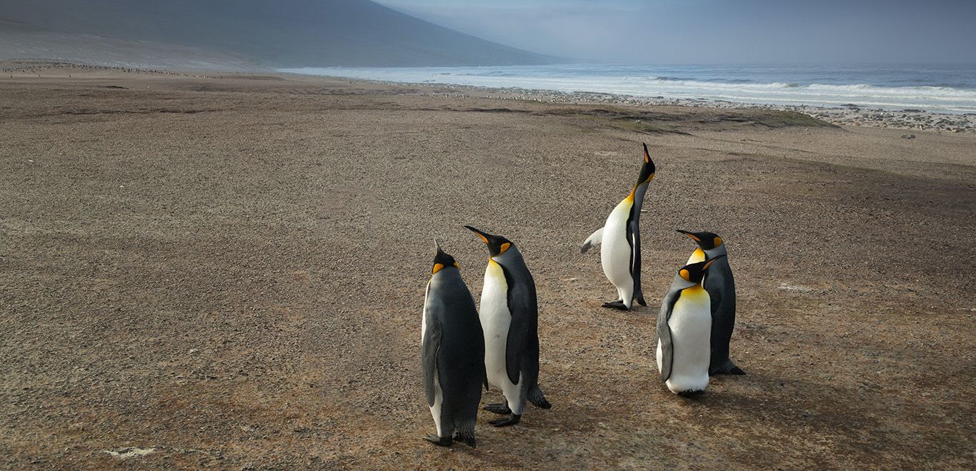 King Penguins in Falkland Islands (Malvinas)