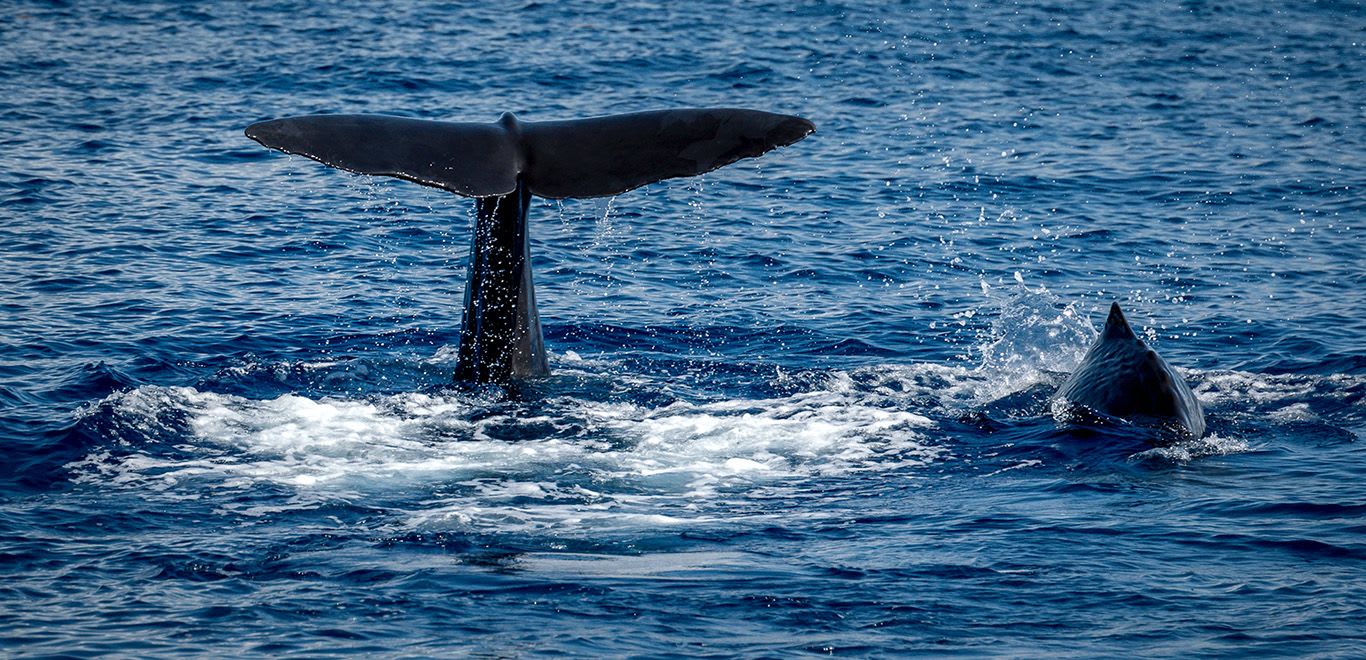 Sperm Whales in Roseau, Dominica