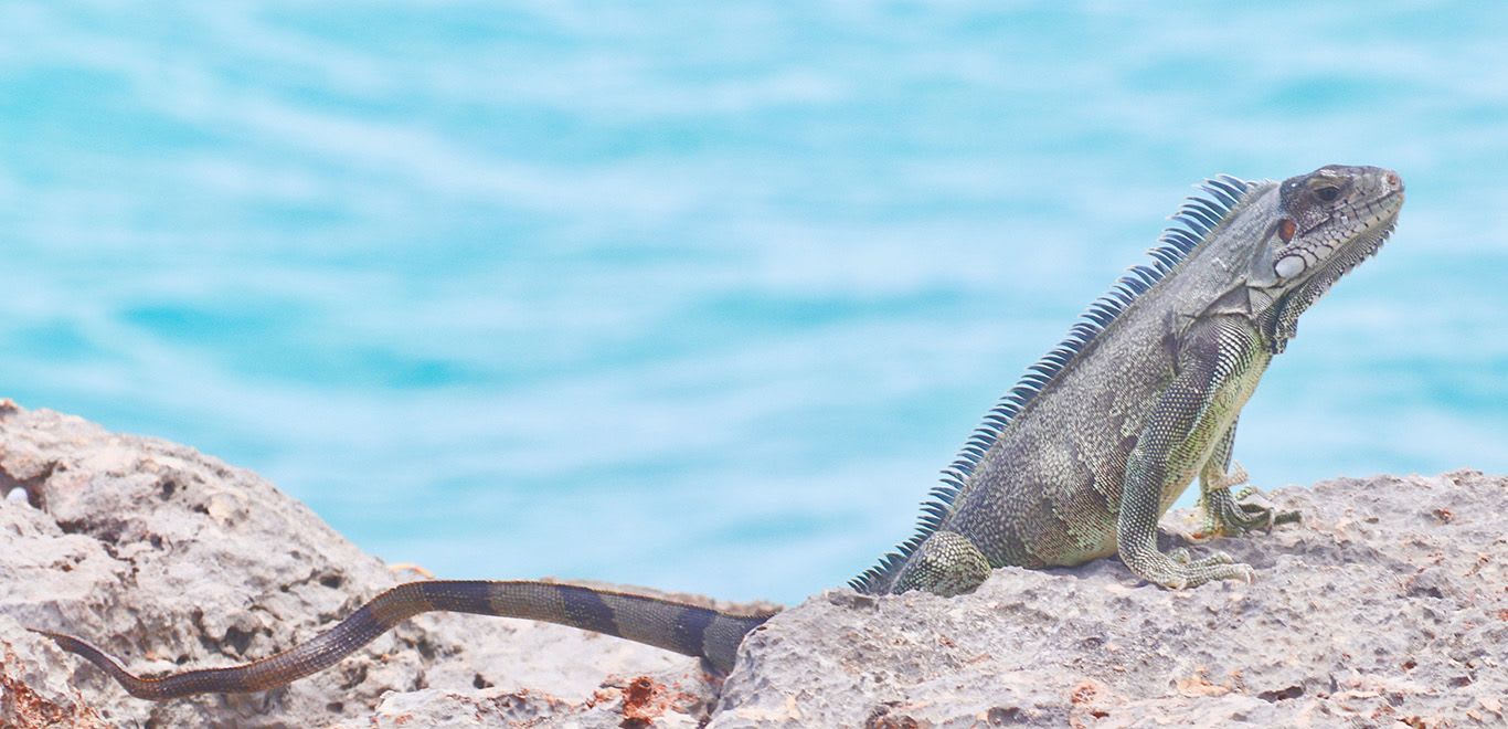 Iguana on the beach in Anguilla