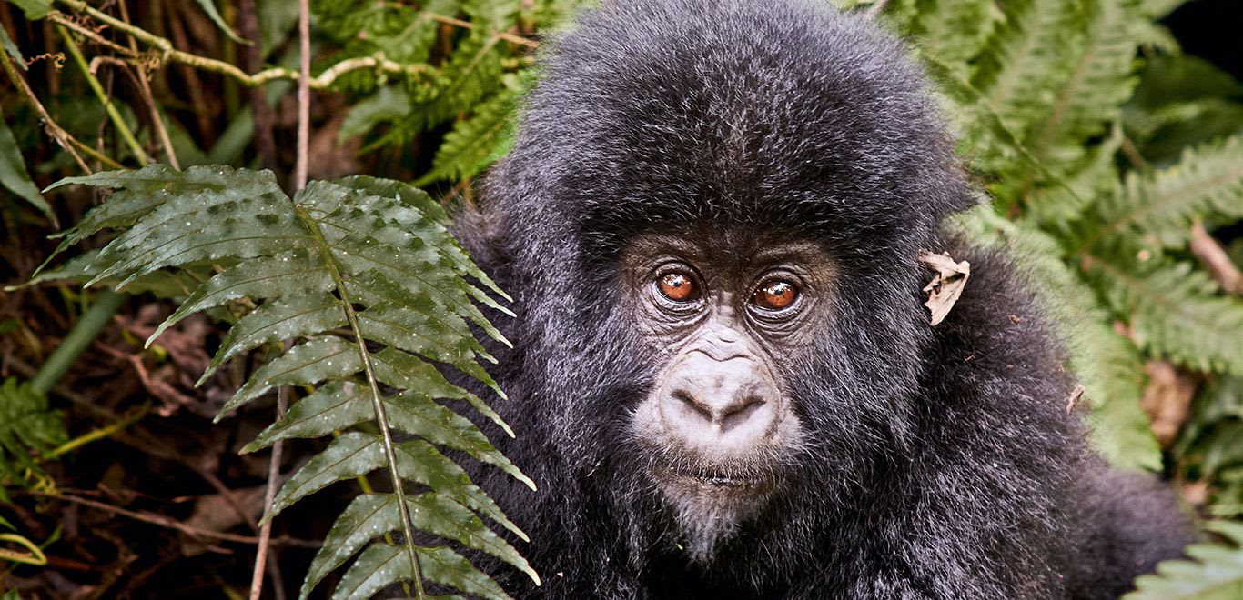 Gorilla in Virunga, Congo