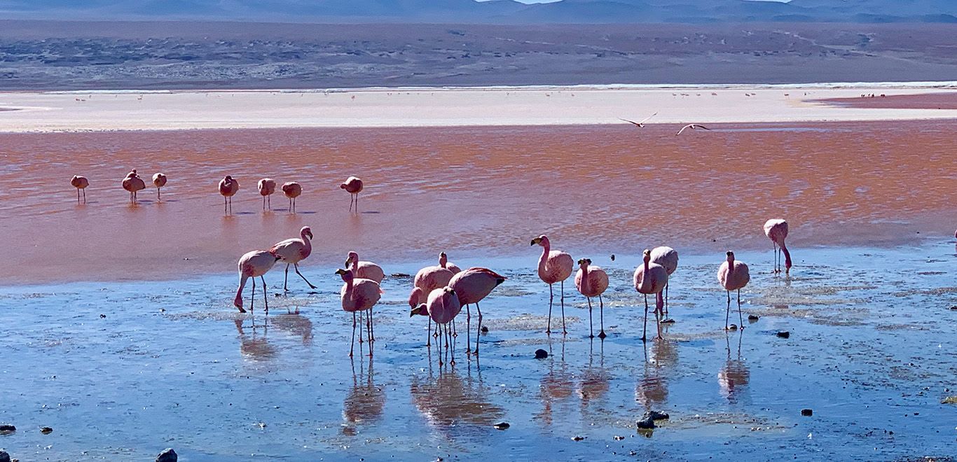 Flamingos at Laguna Colorada, Bolivia