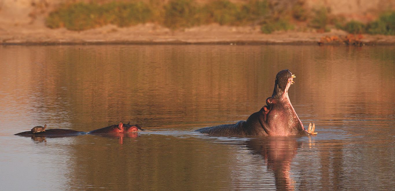 Rare salt water Hippopotamuses in Orango Island - Guinea-Bissau