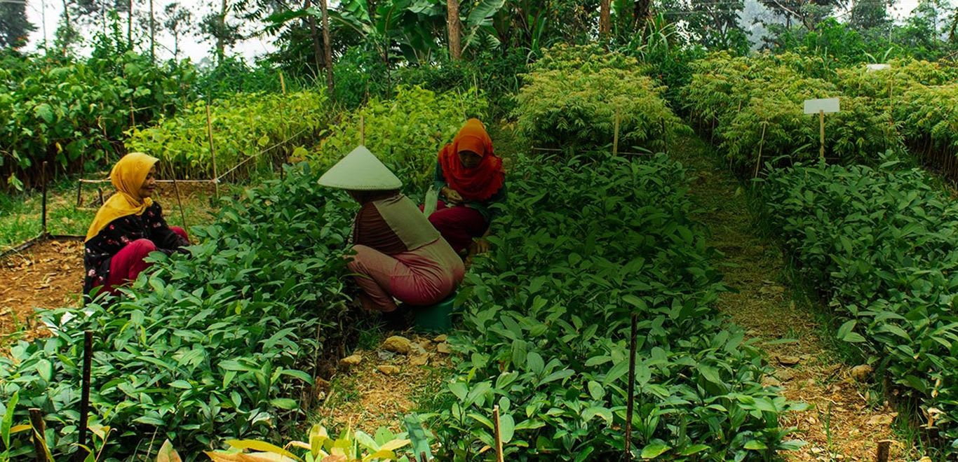 People planting trees - One Tree Planted 