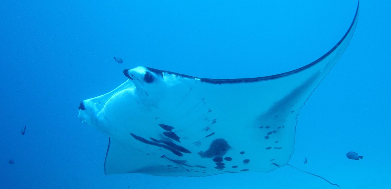 Manta Ray cleaning station