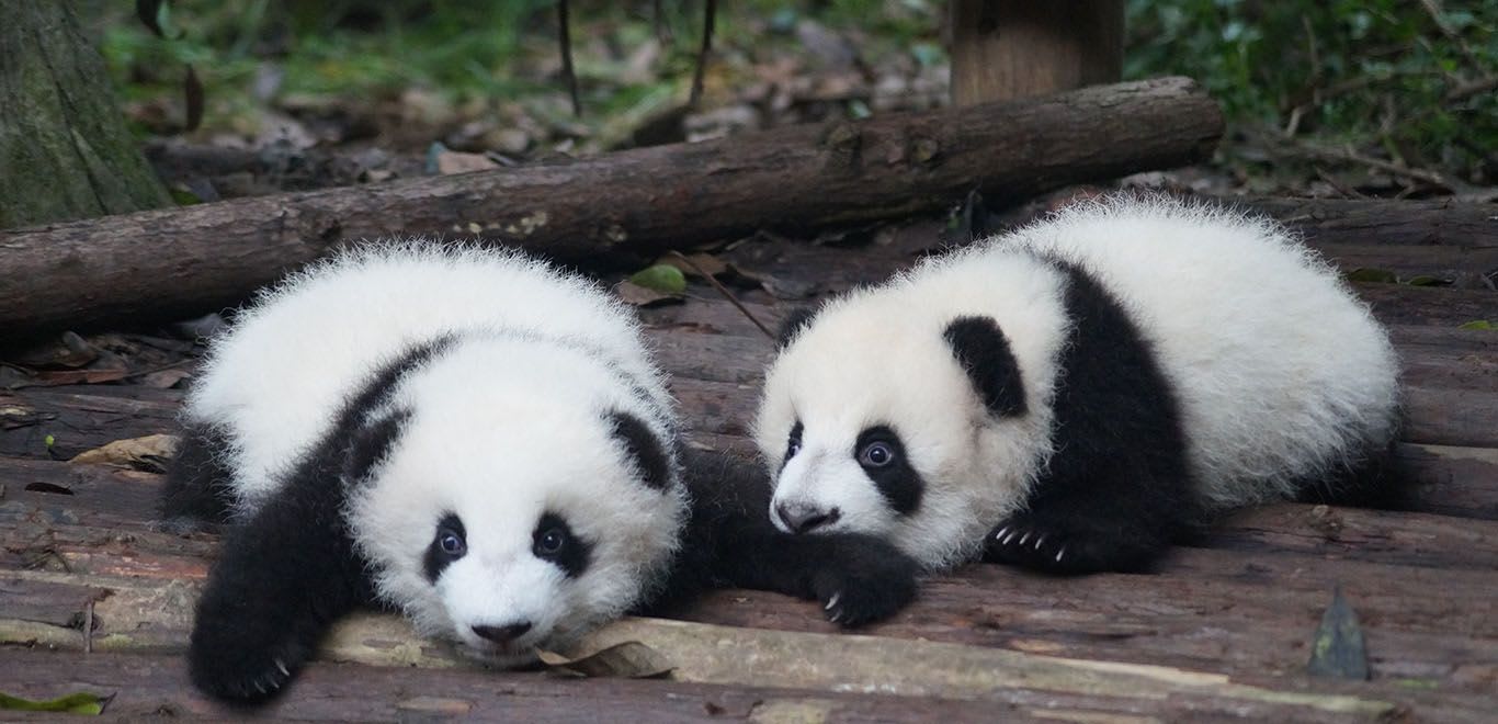 Baby panda cubs in the nursery in Chengdu