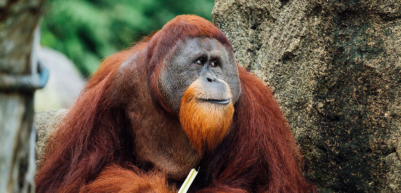 The Orangutans of Borneo 