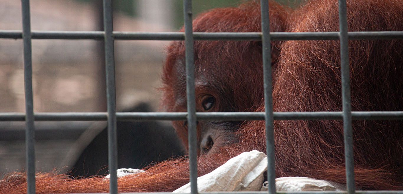 Young oranguatan in the recovery centre