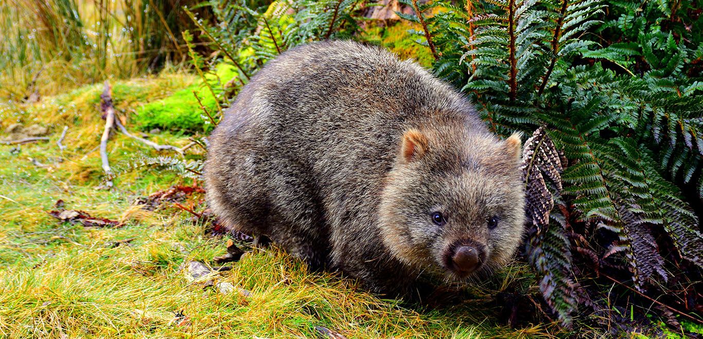 Wombat at Cradle Mountain in Tasmania