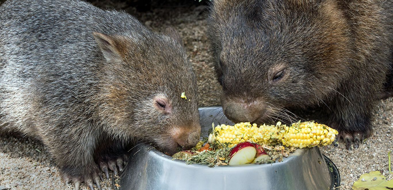 Two Wombats eating a good meal