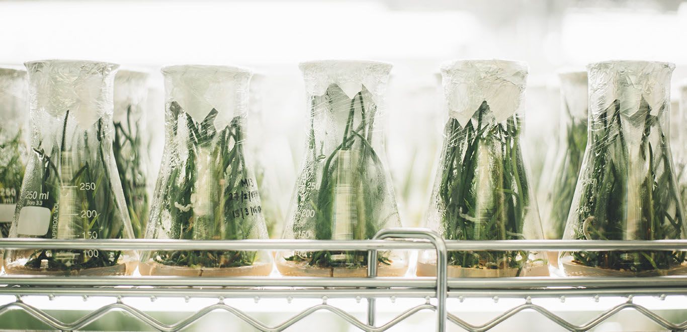 Growing plants in a lab