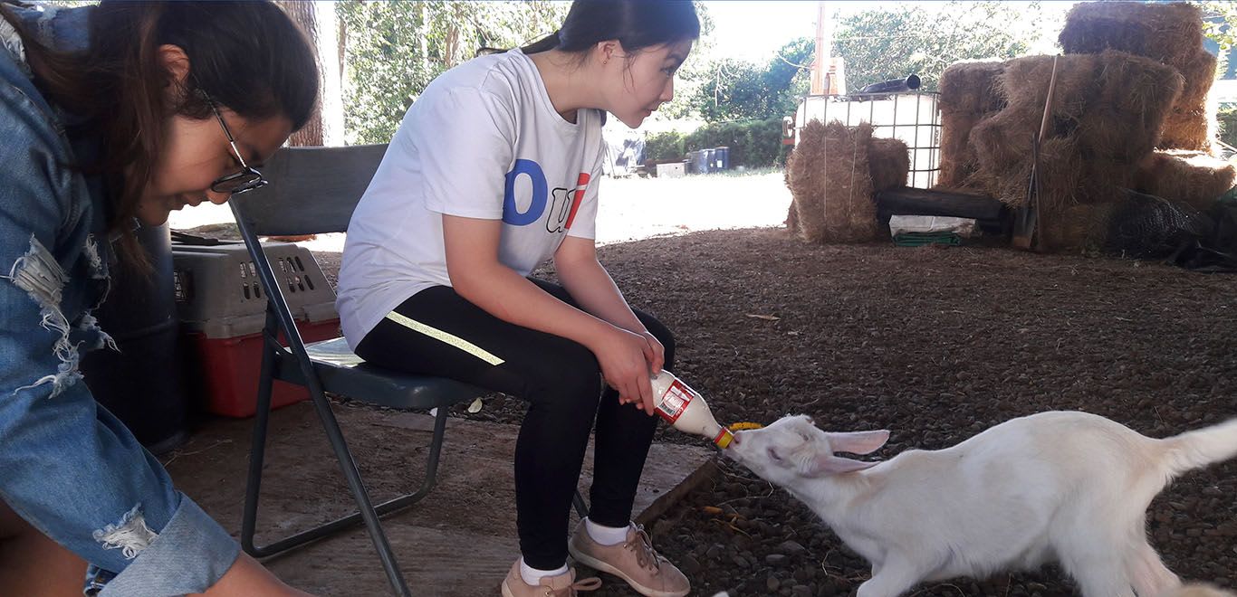 Feeding baby goats in Costa Rica