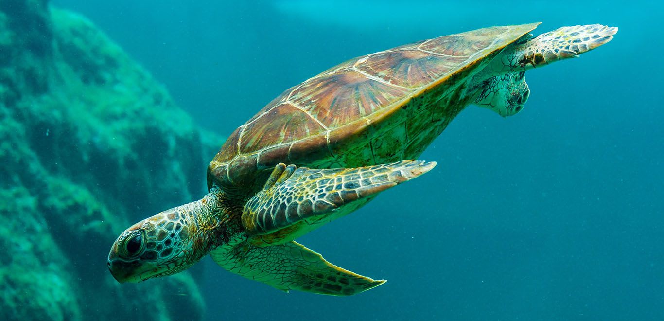 Turtle underwater in Costa Rica