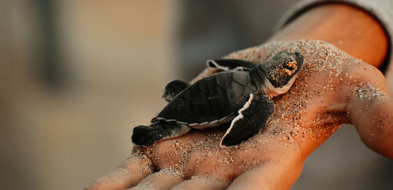 Turtle Hatchling in Costa Rica