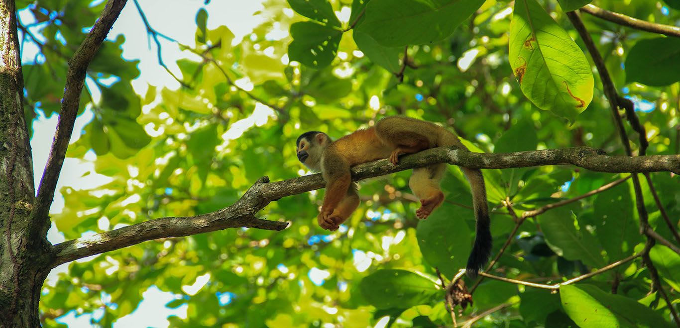 Monkey in Costa Rica