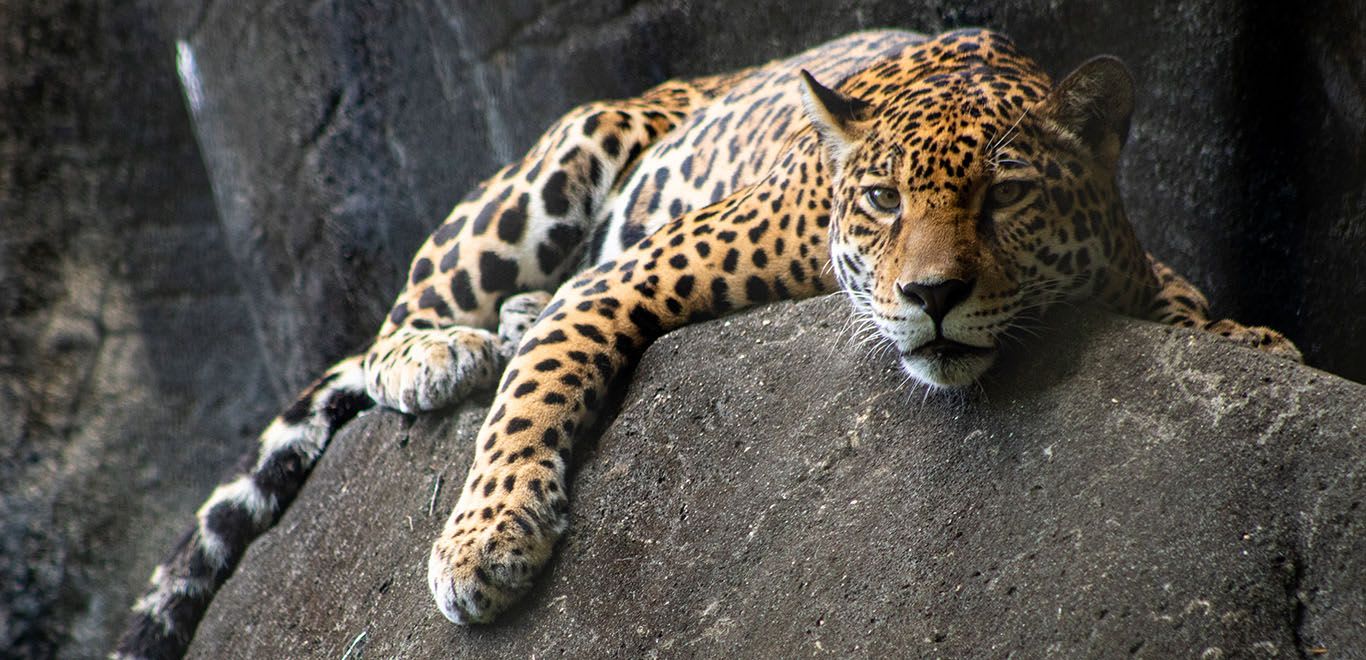 Jaguar in Costa Rica