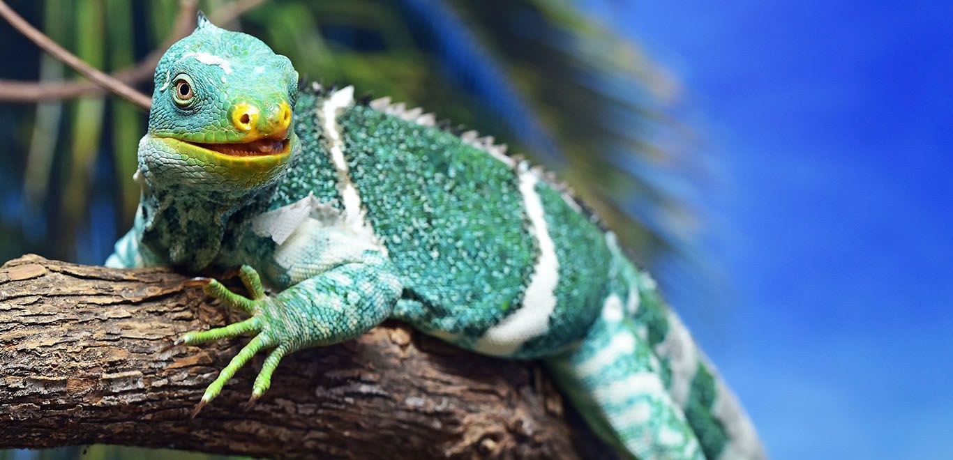 Beautiful Iguana relaxing in the sun, Fiji