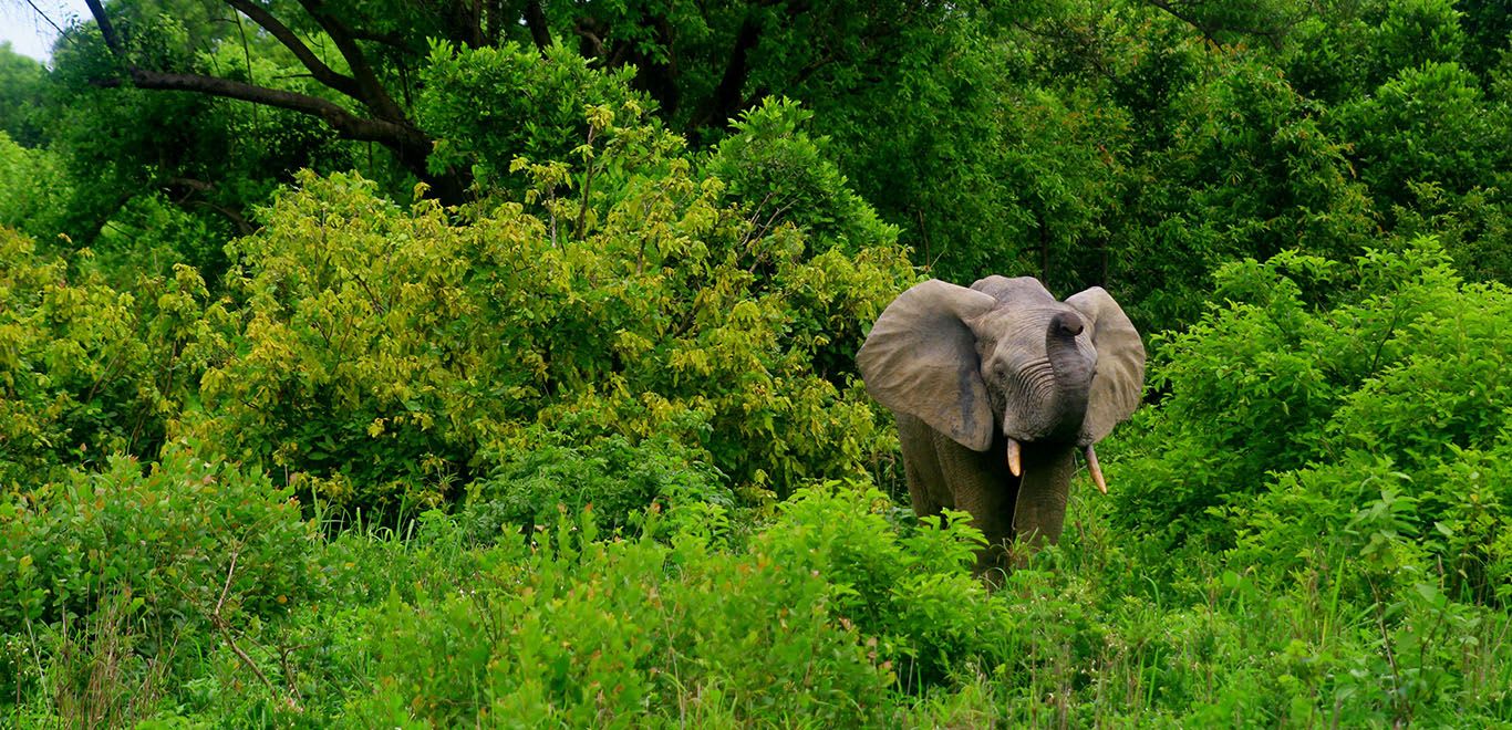 Elephant in Ghana