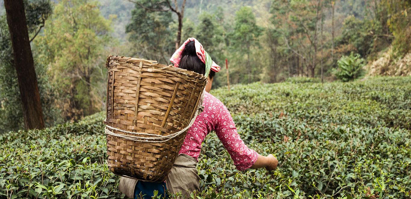 Woman picking tea in Darjeeling, West Bengal, India