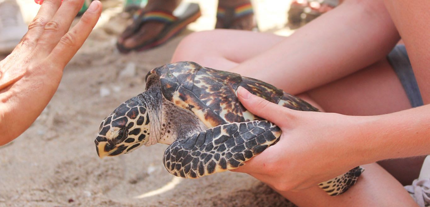 Volunteer in Bali picking up a turtle