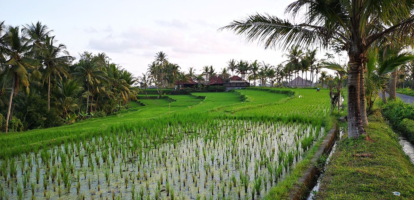 Views of Rice Paddys in Ubud, Bali 