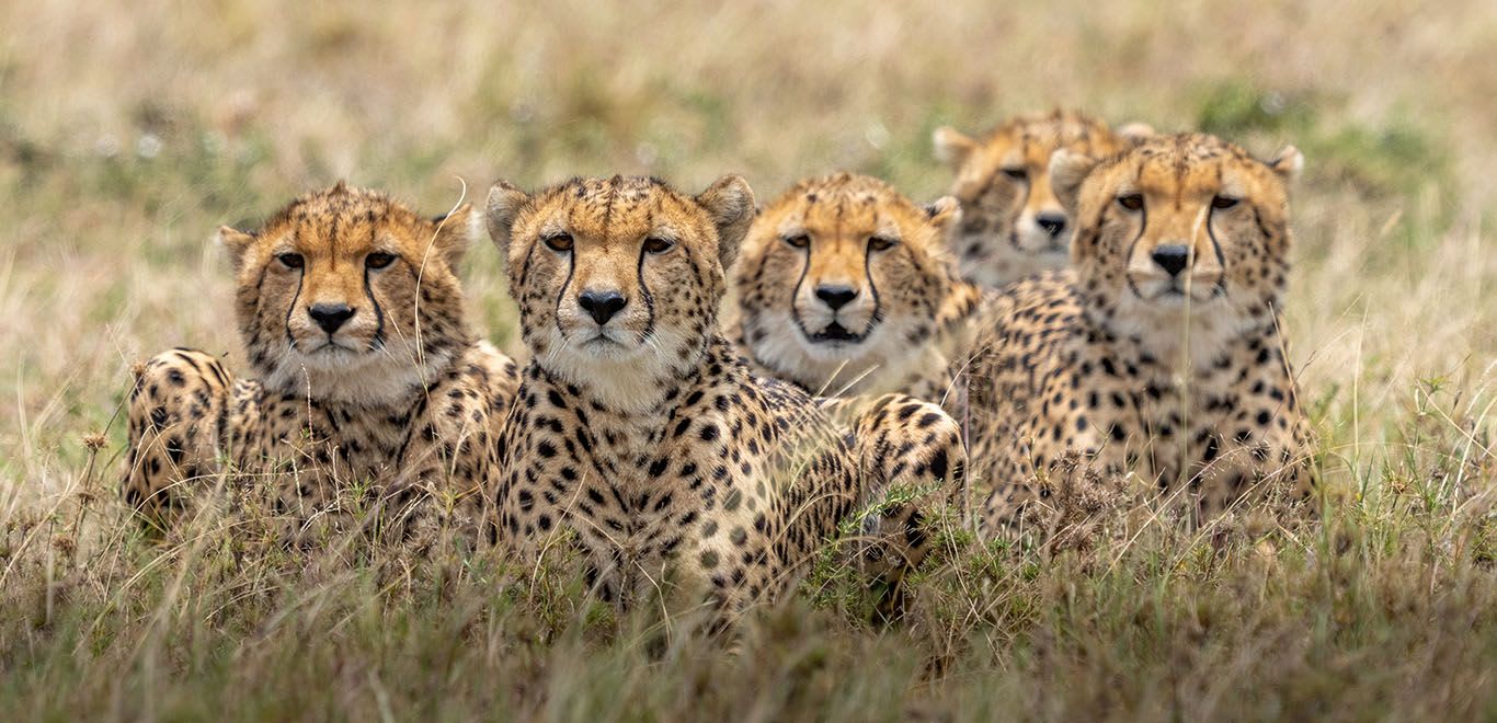 Cheetahs in Kenya