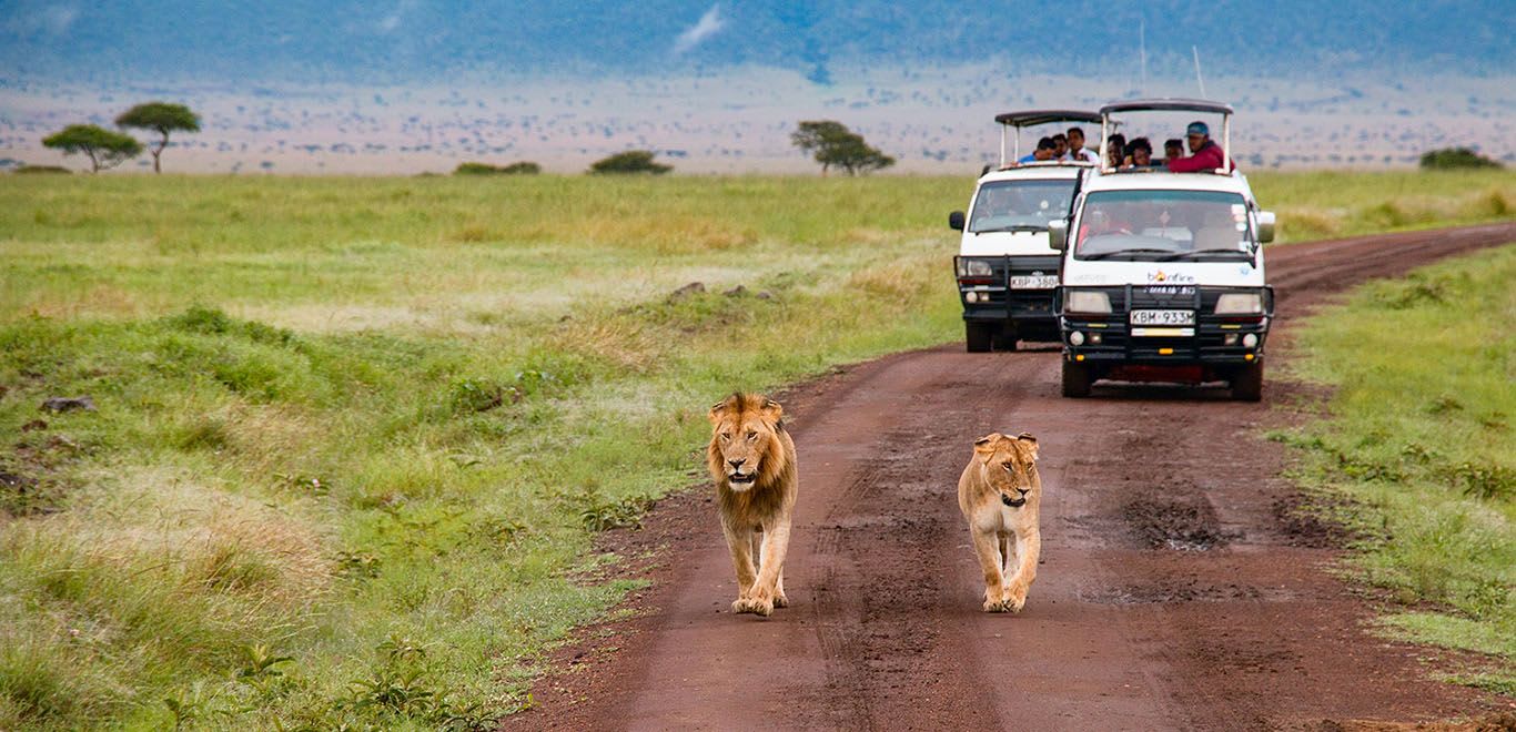 Lions in Masai Mara National Reserve, Kenya