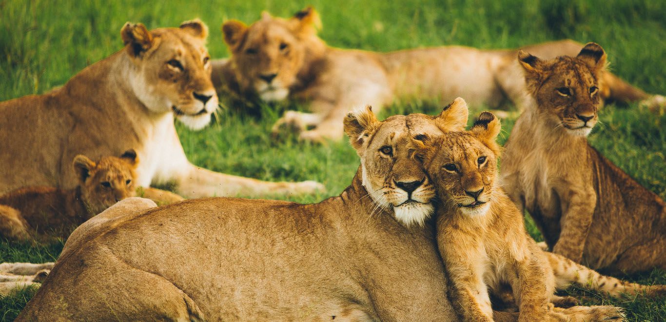 Pride of lions with their cubs in Kenya