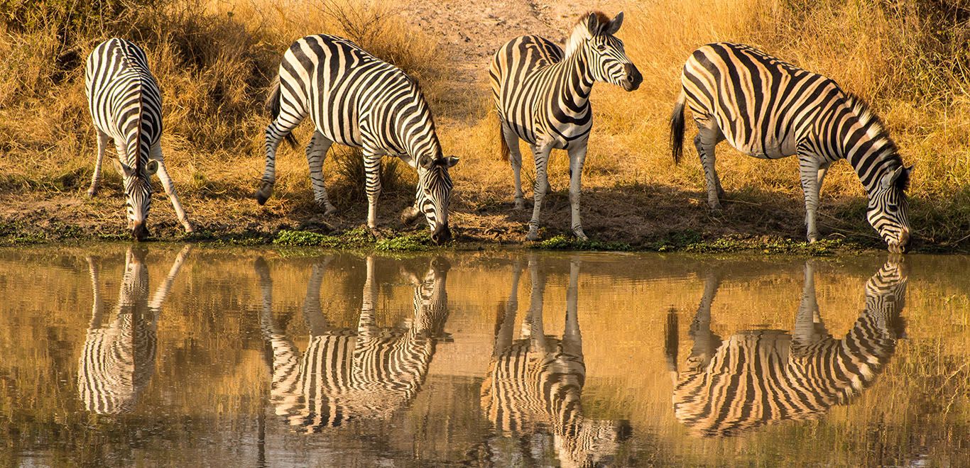 Zebras in Kenya