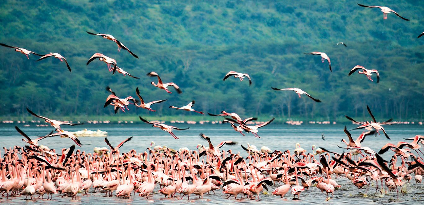 Flamingoes in Lake Nakuru, Kenya