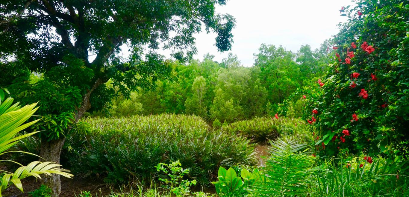 Mangrove Conservation in Madagascar