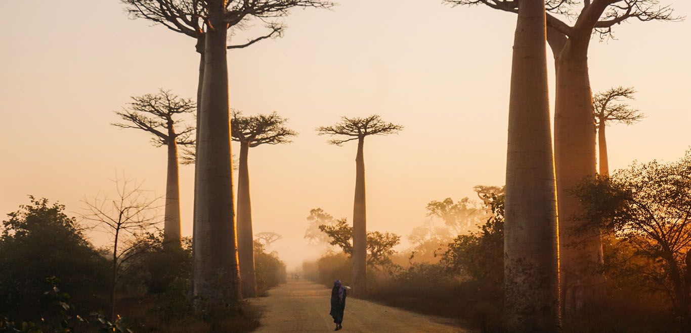 Beautiful alley of baobabs during sunrise in Morondava, Madagascar.